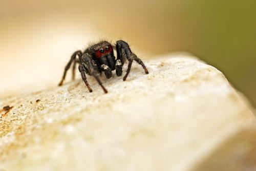 Pellenes seriatus